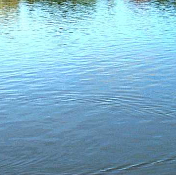 В Гомельских водоемах выросло количество опасных бактерий
