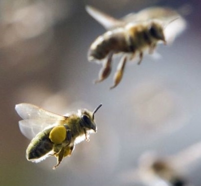 Пчелиный биомониторинг аэропорта
