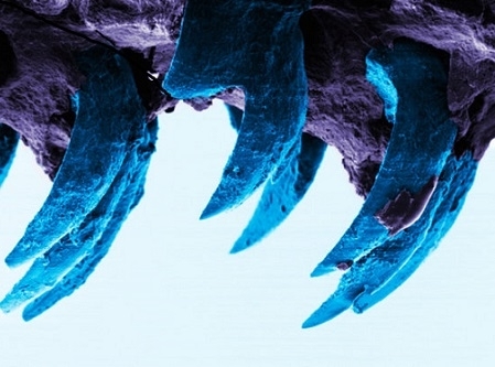 Морской моллюск опередил мадагаскарского паука