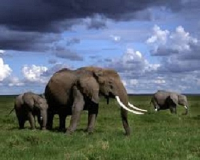 Слоны-саперы