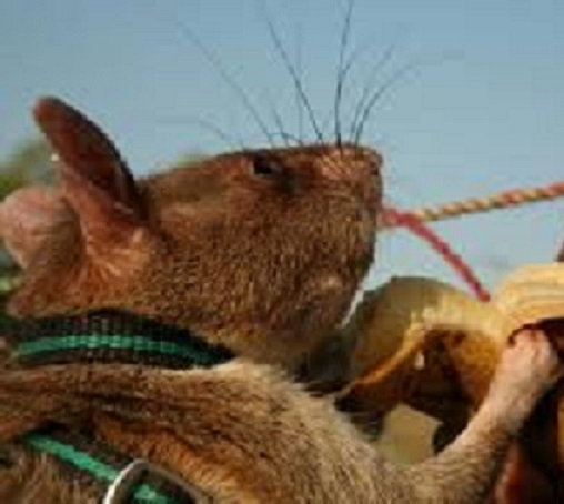 Гигантские сумчатые крысы поселятся в приемных покоях больниц
