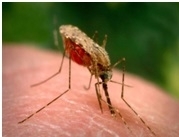 Что нужно знать о малярии