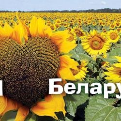 БЕЛТА показала новые плакаты с сердечками «Я люблю Беларусь»