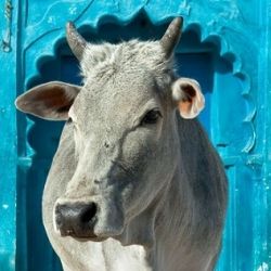 В очередном штате Индии запрещено употребление говядины