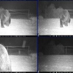 Бурый медведь вернулся в Чернобыльскую зону