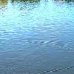 В Гомельских водоемах выросло количество опасных бактерий