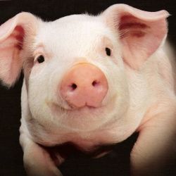 Серьезная проблема с выращиванием свиней выявилась на Гомельщине