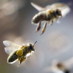 Пчелиный биомониторинг аэропорта