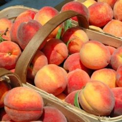 Россельхознадзор запретил поставки некоторых ягод и фруктов из Беларуси