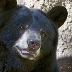 В Грузии можно будет убивать черных медведей и волков