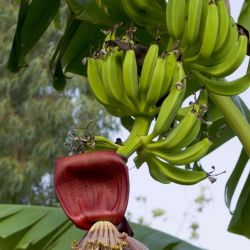 Банан — это трава или дерево, ягода или фрукт?