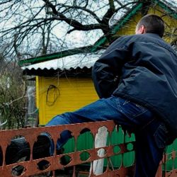 КИПАРИСОВОЕ НЕСЧАСТЬЕ: Два гомельчанина могут оказаться за решеткой из-за туи