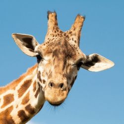 Зачем жирафу рожки?