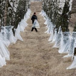 «Березовая вода» произвела фурор на западе