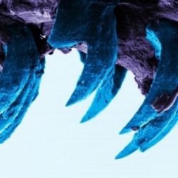 Морской моллюск опередил мадагаскарского паука