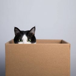 Причина, по которой кошки любят коробки
