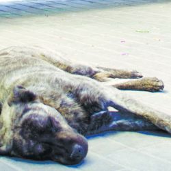 Кто должен спасать животных, попавших в беду?