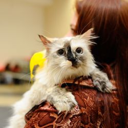 В Гомеле прошла акция «Подари им шанс»