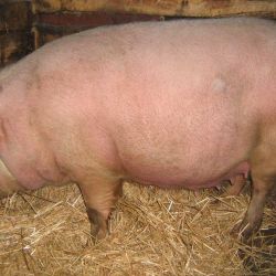 Житель Гомеля похитил четырех свиноматок из сарая ООО «Агроусадьба»