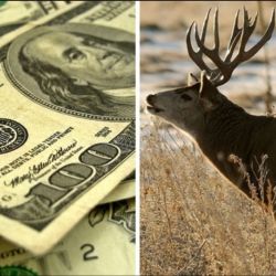 Почему доллар называют «баксом» и при чём тут олени?