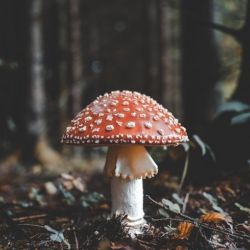 Грибы как источник опасности!