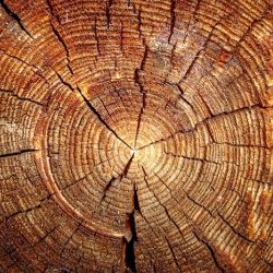 Незаконный распил древесины выявлен в Гомельском районе