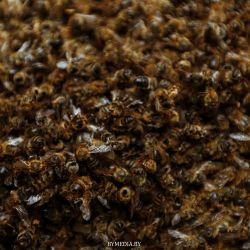 Корреспонденты «Вечерки» узнали о сборе меда и пчелиной «гинекологии»