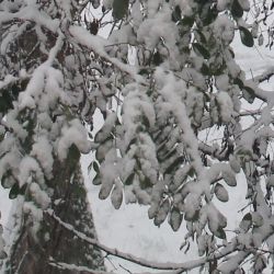 С первой метелью: Гомель накрывает октябрьский снег