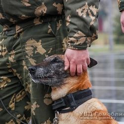В Гомеле соревнуются собаки специального назначения