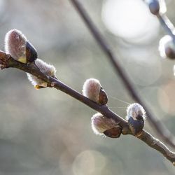 В Беларуси к выходным станет теплее