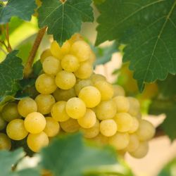Первая в истории города выставка винограда пройдет в Гомеле