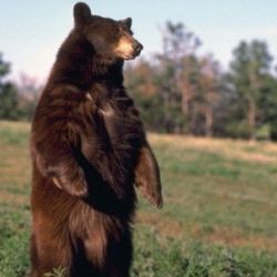 Самый жирок: ГАИ задержали перевозчиков несанкционированного медвежьего и барсучьего жира