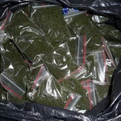 У безработного гомельчанина изъяли 14,5 килограммов насвая
