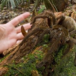 Обнаружен самый большой паук в мире: тарантул, размером со щенка