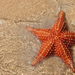 Почему морские звезды имеют такую странную форму тела?