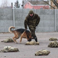 В Гомеле проходит чемпионат среди служебно-розыскных собак