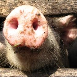 В продукции Оршанского мясоконсервного комбината выявлен геном вируса африканской чумы свиней
