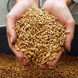 Брагинский район недодает области 1000 тонн зерна