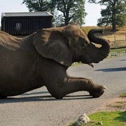ГАИ предупреждает водителей о миграции животных на дорогах
