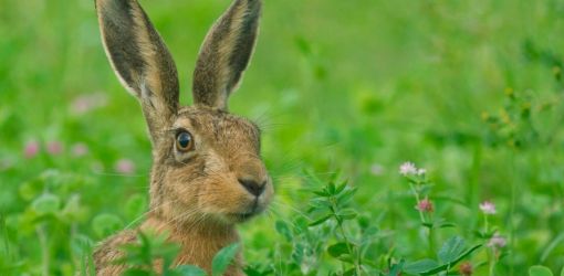 Зачем зайцу длинные уши?