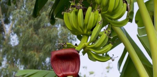 Банан — это трава или дерево, ягода или фрукт?