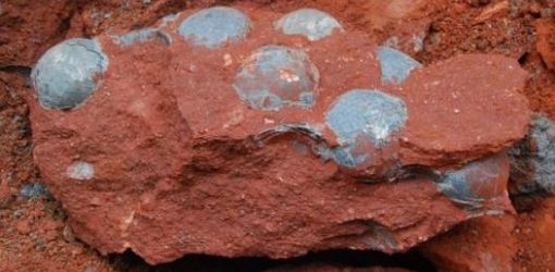 В Китае, на родине динозавров, найдена очередная кладка из 43 окаменевших яиц