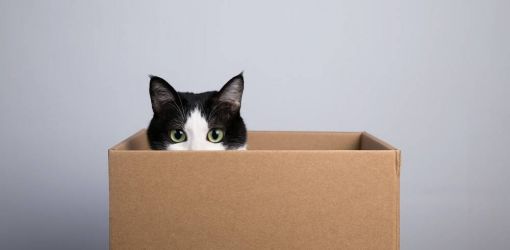Причина, по которой кошки любят коробки