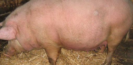Житель Гомеля похитил четырех свиноматок из сарая ООО «Агроусадьба»