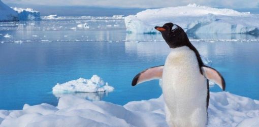Почему пингвины не примерзают к льдине, на которой стоят?