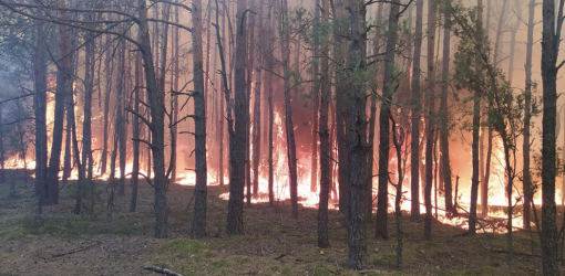 На Гомельщине полыхают леса, поля, торфяники. Пожары тушат сотни человек, спецтехника и авиация 