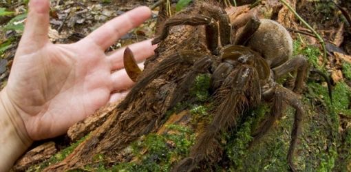 Обнаружен самый большой паук в мире: тарантул, размером со щенка