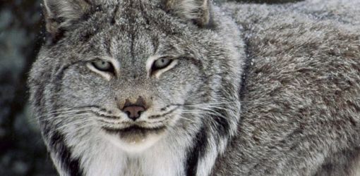 «Снежная рысь» принимает в Гомеле юных легкоатлетов из Беларуси, России, Украины 